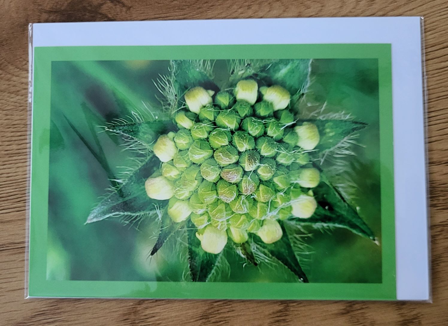 Doppelkarte Acker-Witwenblume 1 Querformat