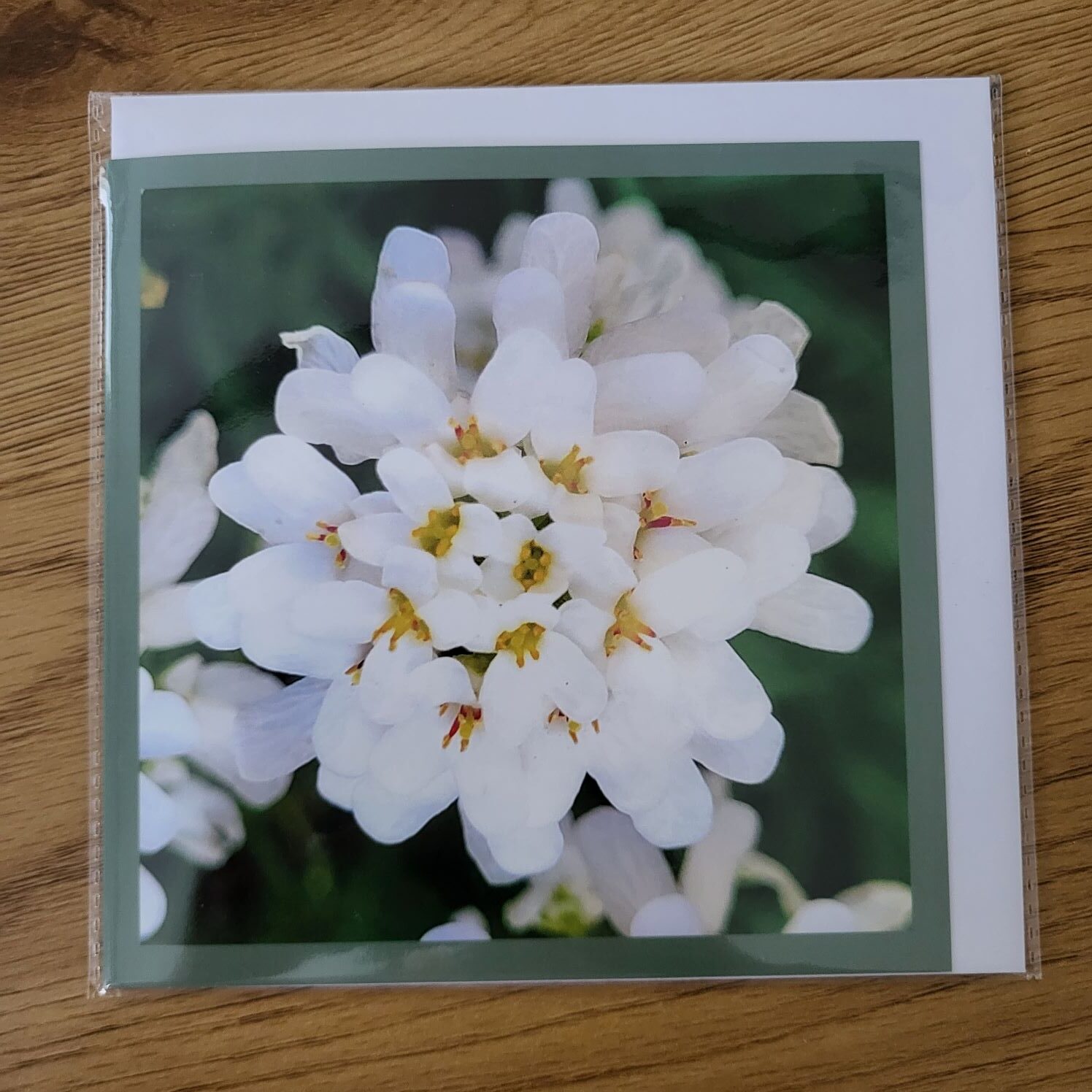 Doppelkarte immergrüne Schleifenblume Quadratisch
