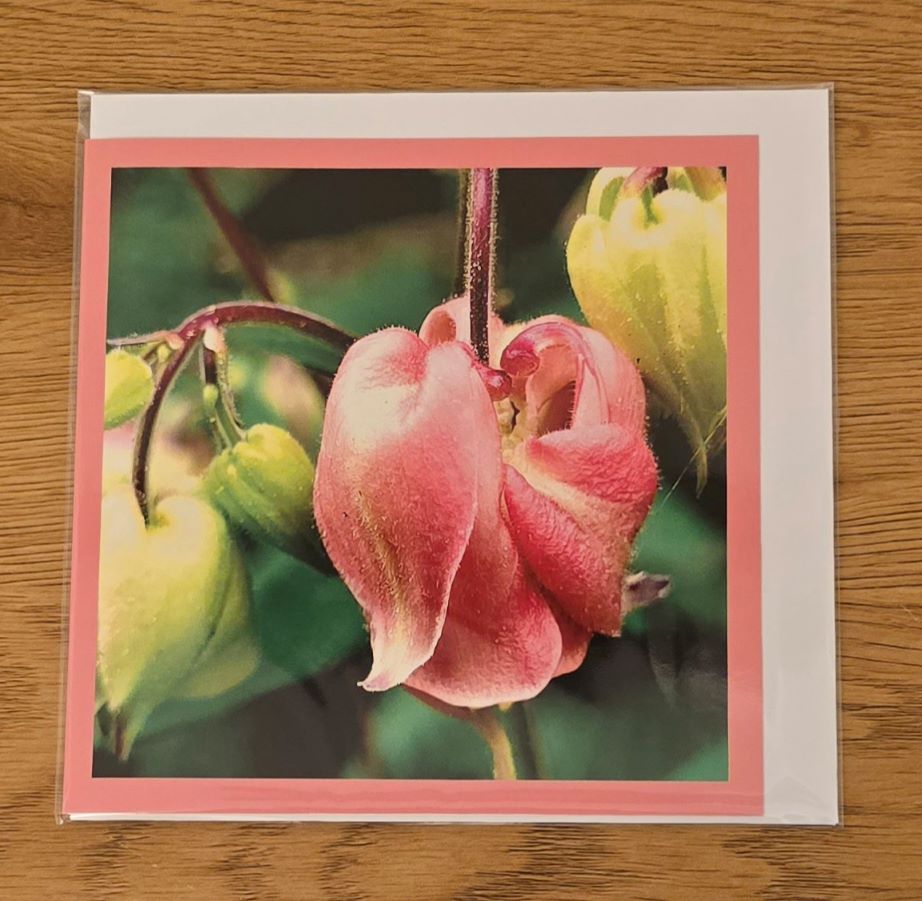 Doppelkarte gemeine Akelei Quadratisch