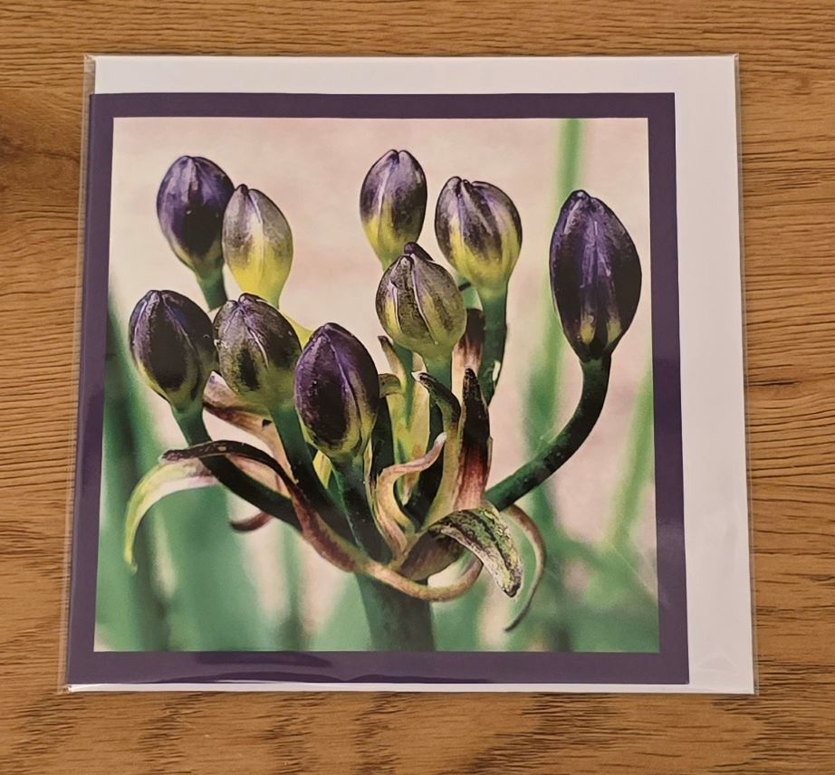 Doppelkarte afrikanische Schmucklilie Quadratisch