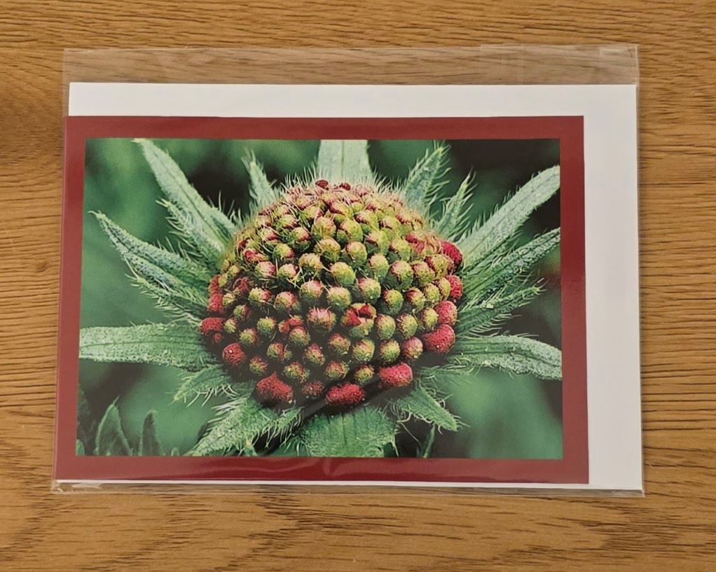 Doppelkarte Acker-Witwenblume 2 Querformat