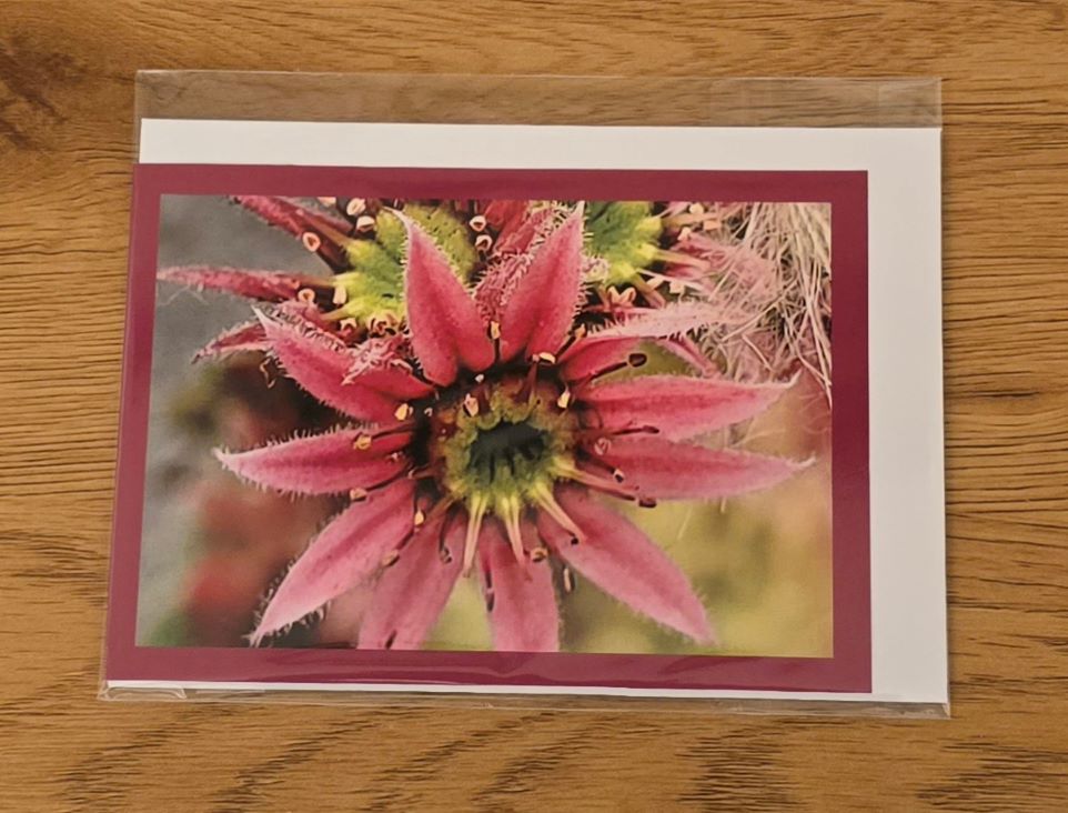 Doppelkarte Berghauswurz Querformat