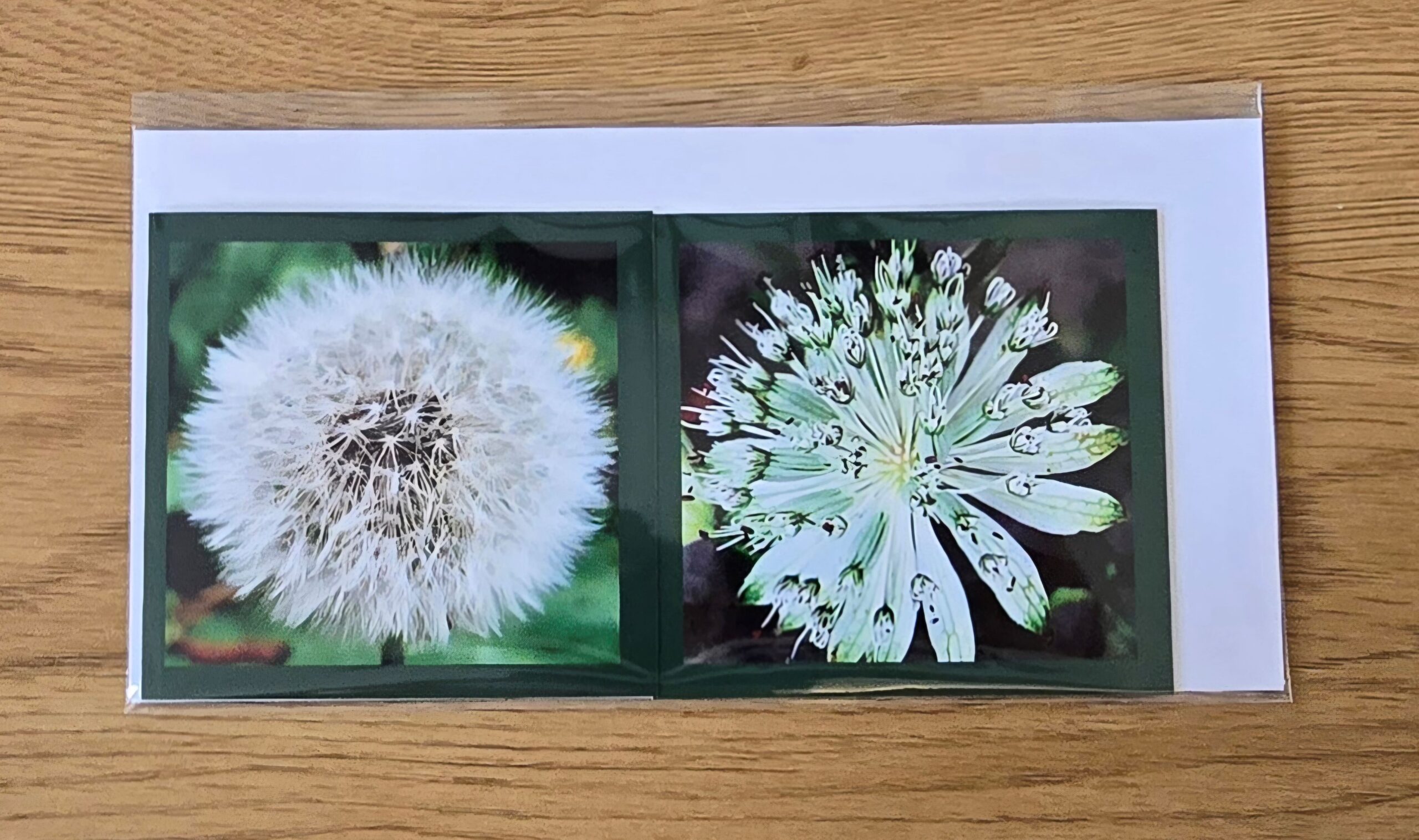 Grusskarte gefaltet Kuhblume-Sterndolde