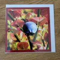 Doppelkarte Heidelbeere Quadratisch