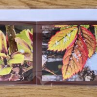 Grusskarte gefaltet Forsythie-Alpenheckenrose