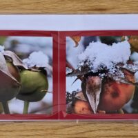 Grusskarte gefaltet Hundsrosen