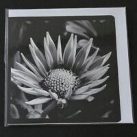 Doppelkarte Gazanie Quadratisch sw