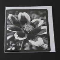 Doppelkarte Zweizahn Quadratisch sw