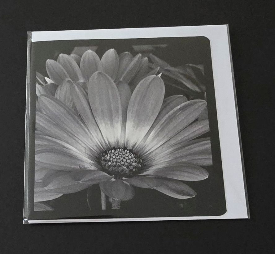 Doppelkarte Bornholmmargarite Quadratisch sw