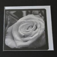 Doppelkarte Edelrose Quadratisch sw