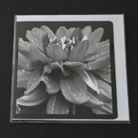 Doppelkarte Dahlie Quadratisch sw
