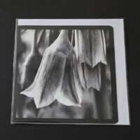 Doppelkarte sizilianischer Honiglauch Quadratisch sw