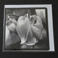 Doppelkarte gemeine Akalei Quadratisch sw