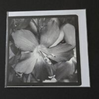 Doppelkarte Himmelsleiter Quadratisch sw