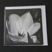 Doppelkarte Tulpe Quadratisch sw