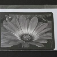 Doppelkarte Bornholmmargerite Querformat sw