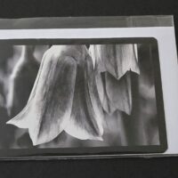 Doppelkarte sizilianischer Honiglauch Querformat sw