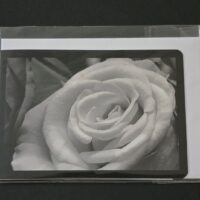 Doppelkarte Edelrose Querformat sw