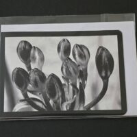 Doppelkarte Schmucklilie Querformat sw