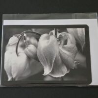 Doppelkarte gemeine Akelei Querformat sw