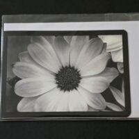 Doppelkarte Margerite Querformat sw