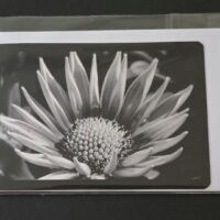 Doppelkarte Gazanie Querformat sw