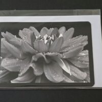 Doppelkarte Dahlie Querformat sw