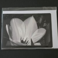 Doppelkarte Tulpe Querformat sw