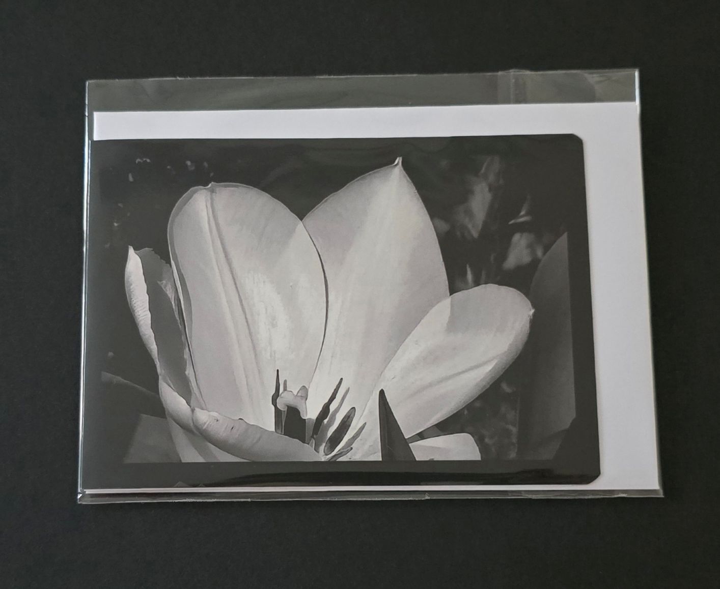 Doppelkarte Tulpe Querformat sw