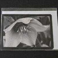 Doppelkarte Nieswurz Querformat sw