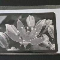 Doppelkarte Graptopetalum Querformat sw