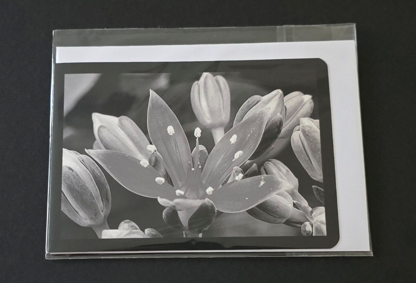 Doppelkarte Graptopetalum Querformat sw