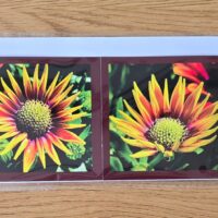 Grusskarte gefaltet Gazanie