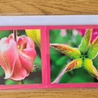 Grusskarte gefaltet Akalei