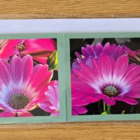 Grusskarte gefaltet Bornholmmargerite