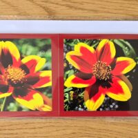 Grusskarte gefaltet Zweizahn