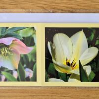 Grusskarte gefaltet Nieswurz-Tulpe