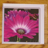 Doppelkarte Bornholmmargerite Quadratisch