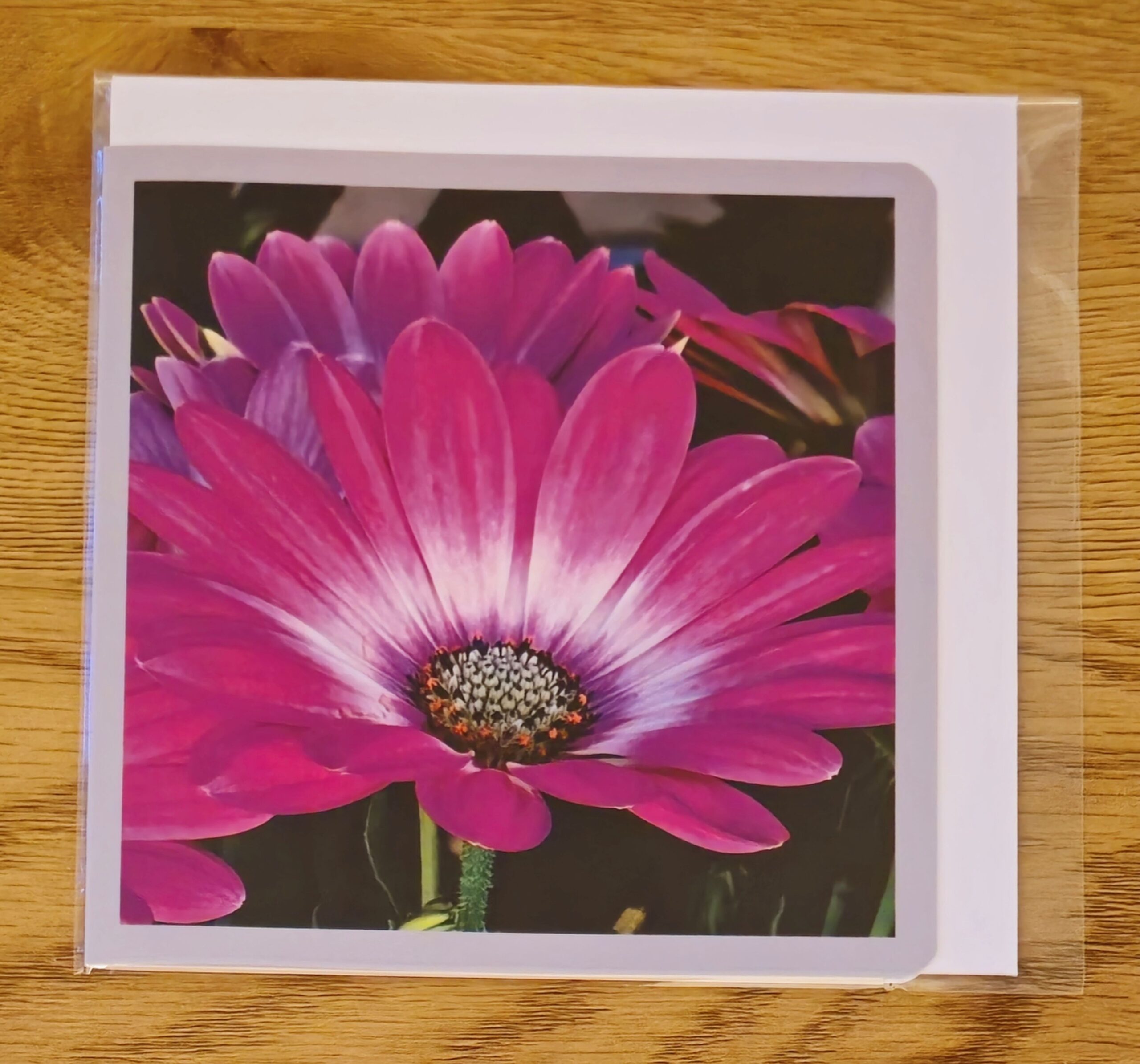 Doppelkarte Bornholmmargerite Quadratisch