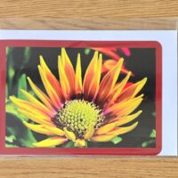 Doppelkarte Gazanie Querformat