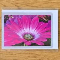 Doppelkarte Bornholmmargerite Querformat