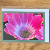 Doppelkarte Bornholmmargerite lila Querformat